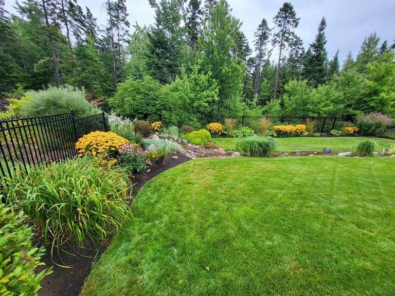 Manicured garden with lush green lawn, yellow flowers, ornamental grasses, black fence, and evergreen trees in background