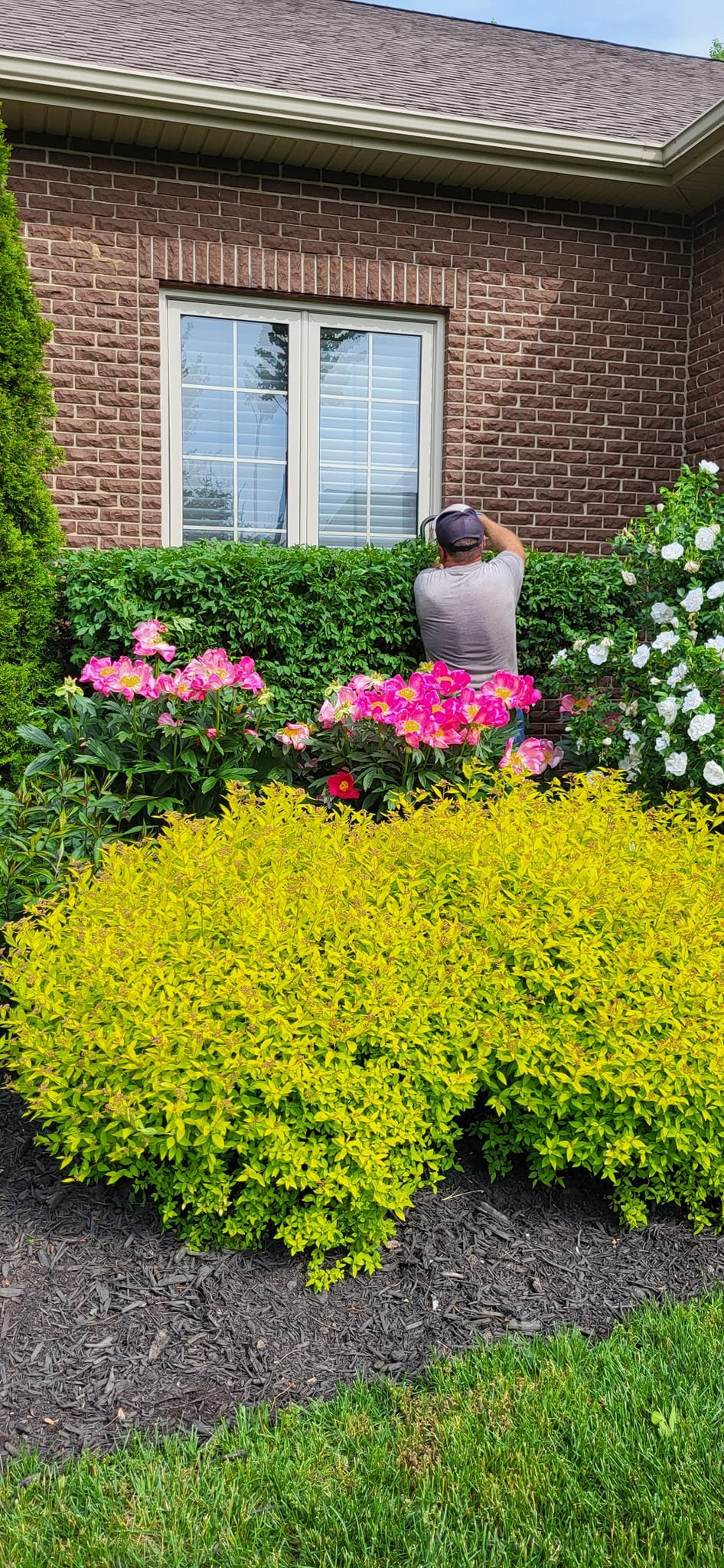 Person in casual clothing adjusting a double window on a brick house surrounded by colorful garden flowers including pink blooms and bright yellow foliage plants