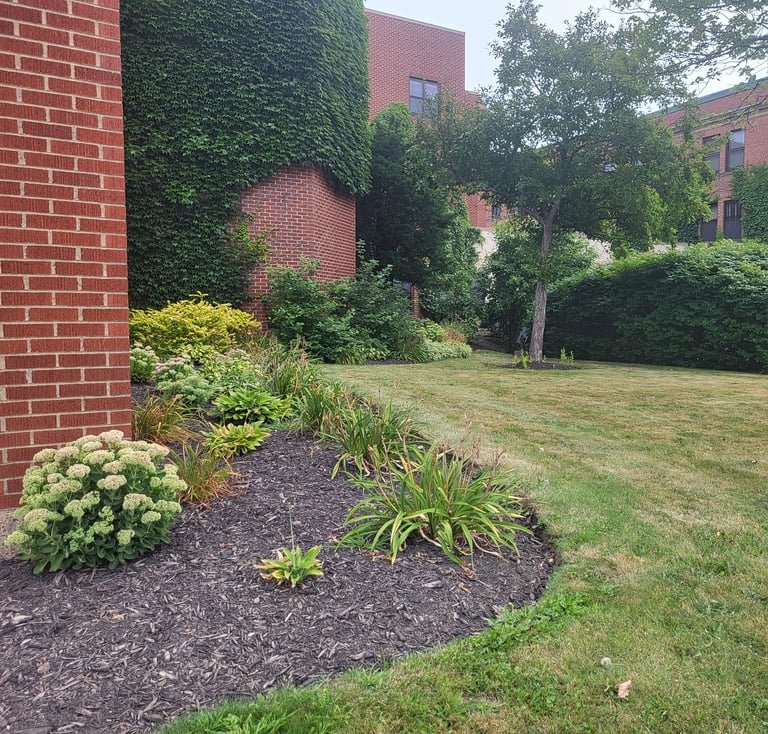 Red brick building with ivy-covered wall, flower beds with white hydrangeas and ornamental grasses in mulched landscape, large green lawn and trees in background