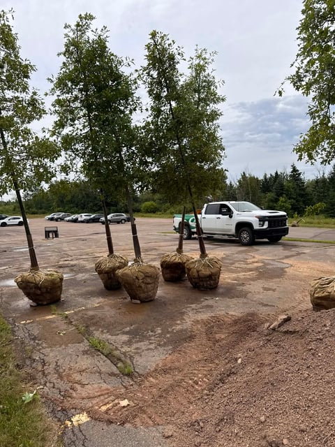 Workers planting young trees in a parking lot with a white pickup truck and forest visible in the background